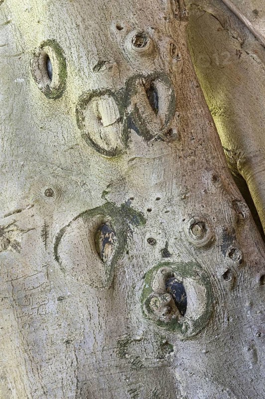 Forest fig