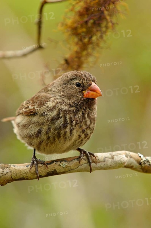 Woodpecker Finch