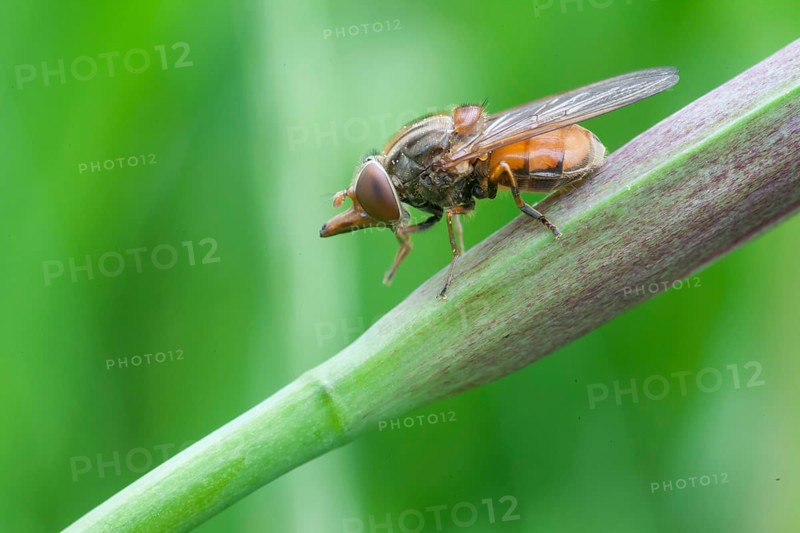 Beak hoverfly