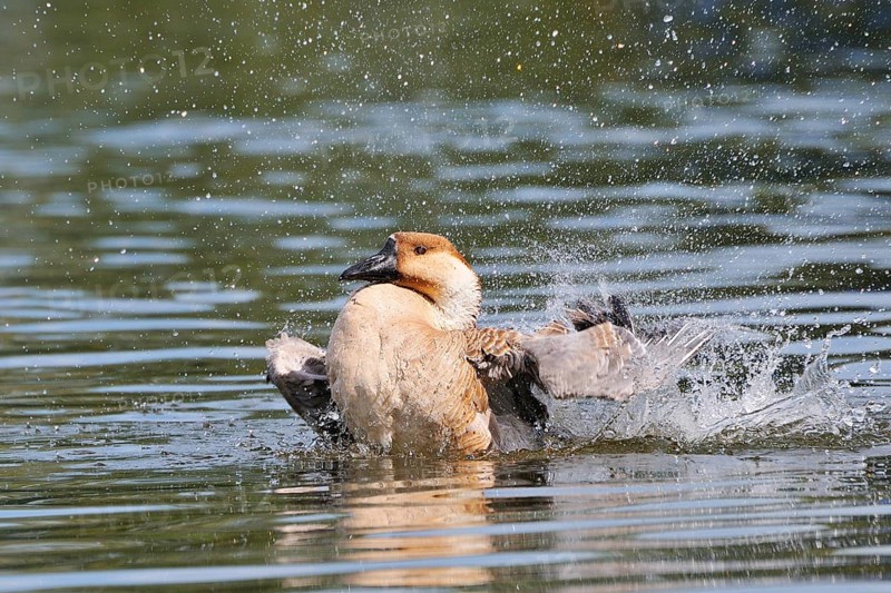 Swan Goose
