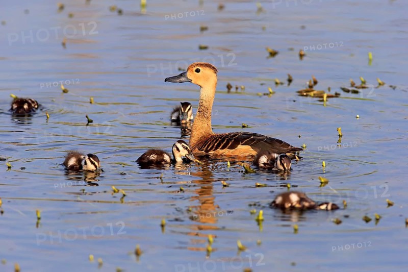Lesser whistling duck
