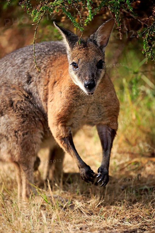 Tammar wallaby