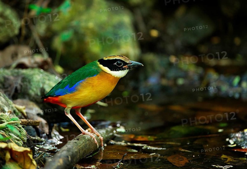 Blue-winged Pitta
