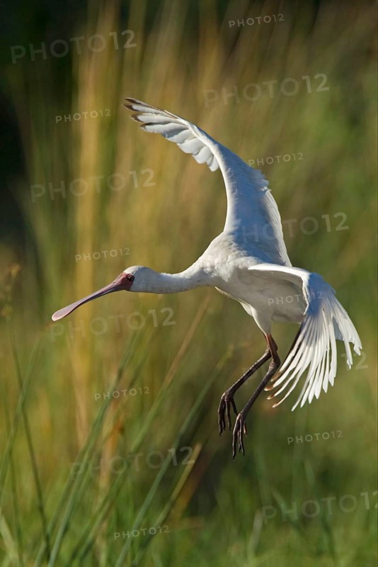 Narrow-billed Spoonbill