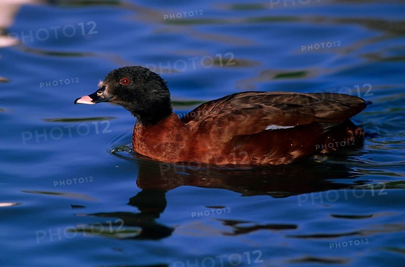 Hartlaub's Duck