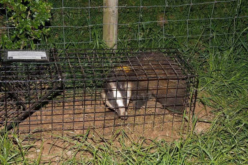 Eurasian Badger