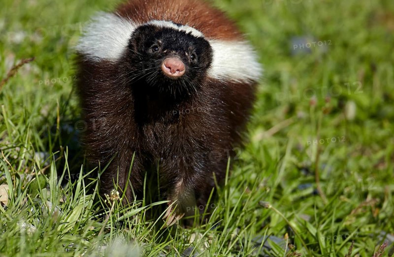 Patagonian Hog-nosed Skunk
