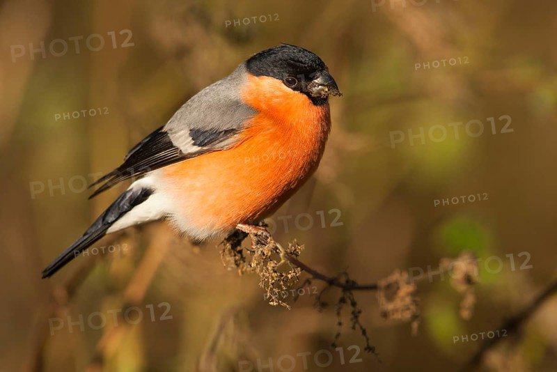Eurasian bullfinch