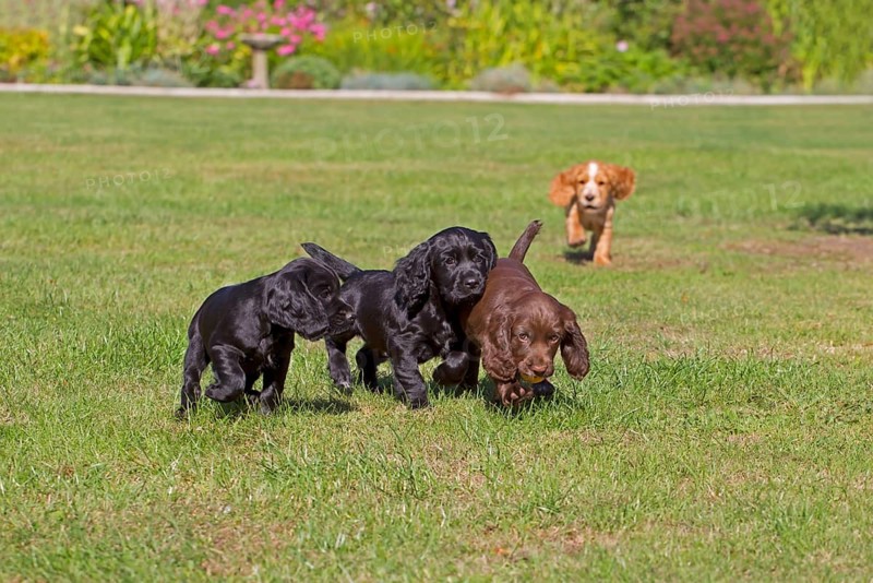 Domestic Dog