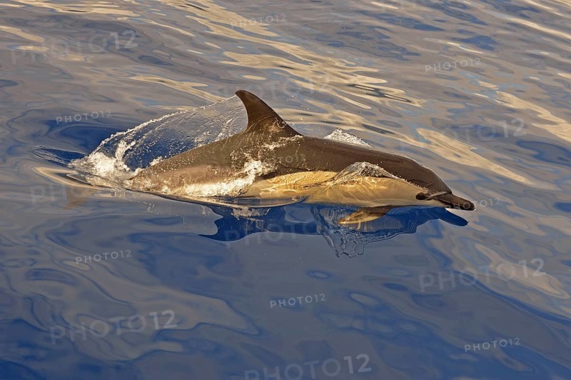 Short-beaked Common Dolphin