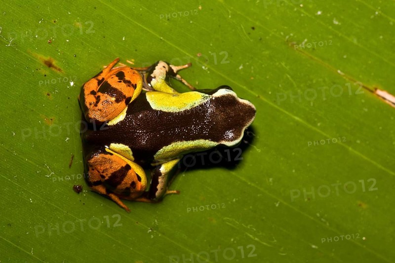 Madagascar Frog