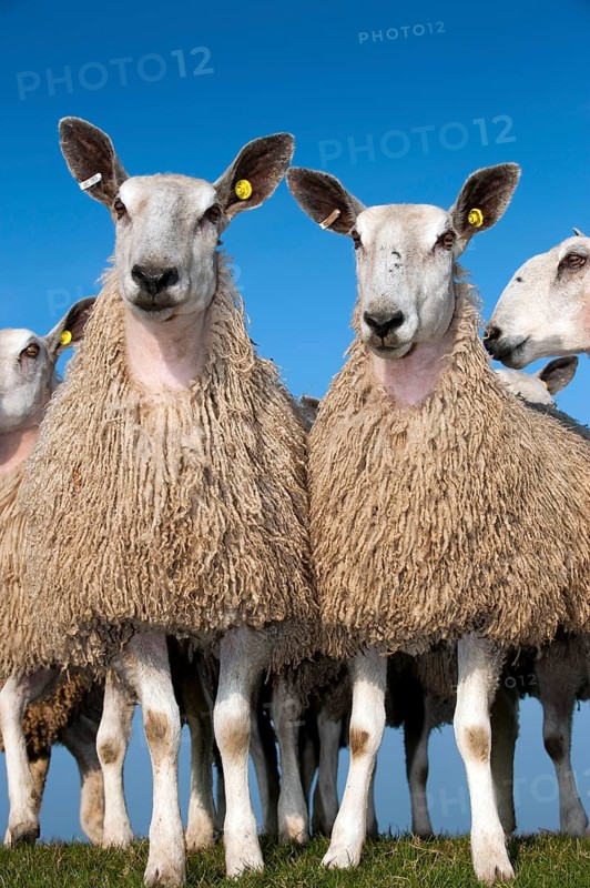 Domestic Sheep