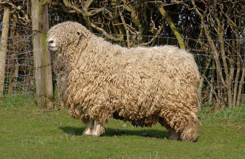 Domestic sheep
