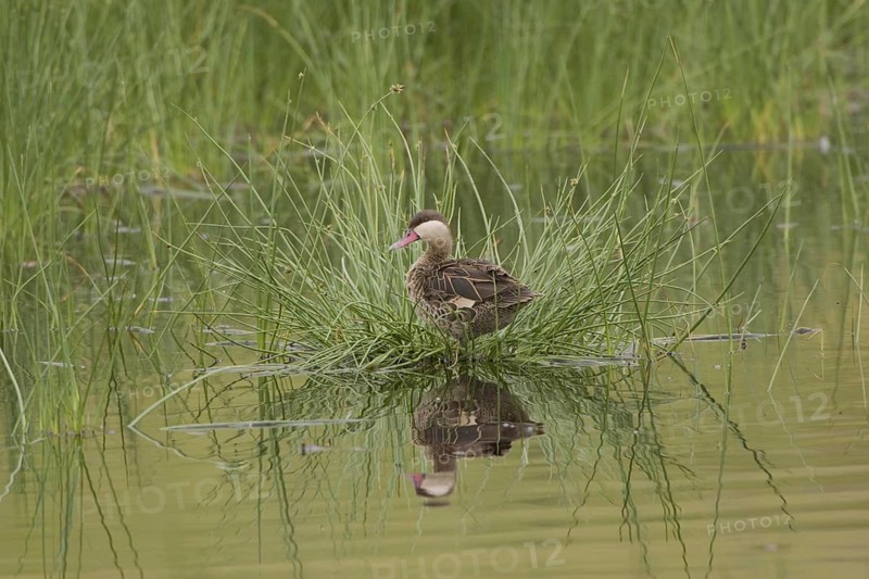 Red-billed Duck