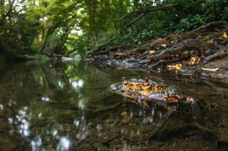 Freshwater Crab