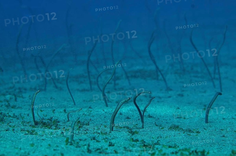 Pearl Eel