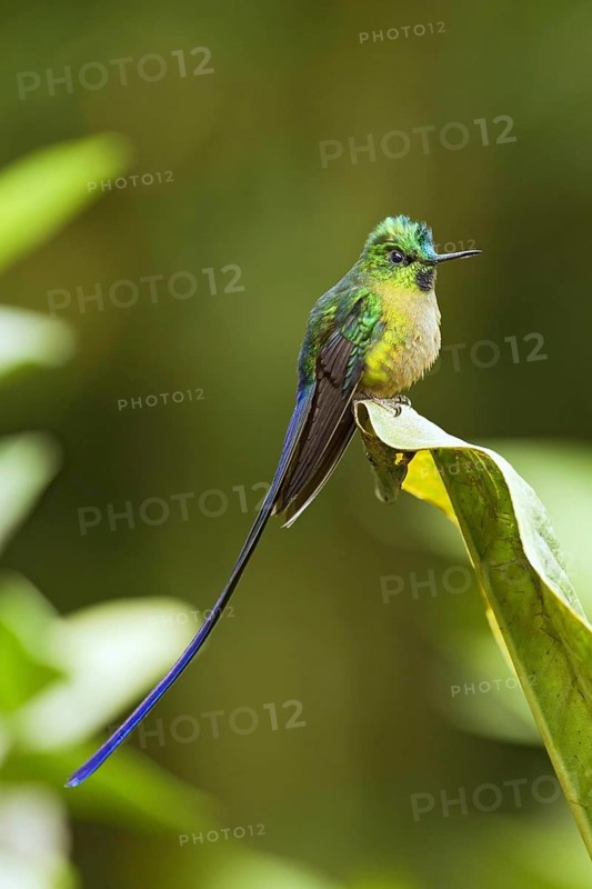 Violet-tailed sylph