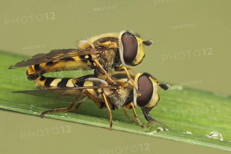 Large Hoverfly