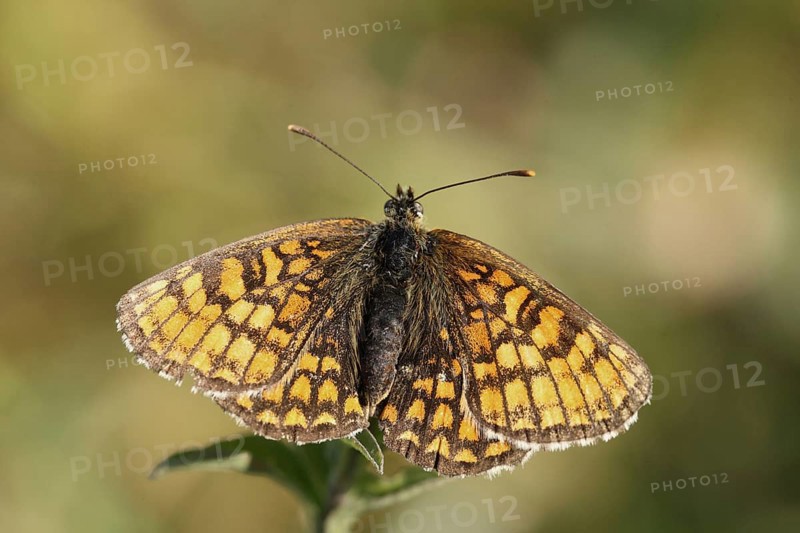 Mellicta athalia