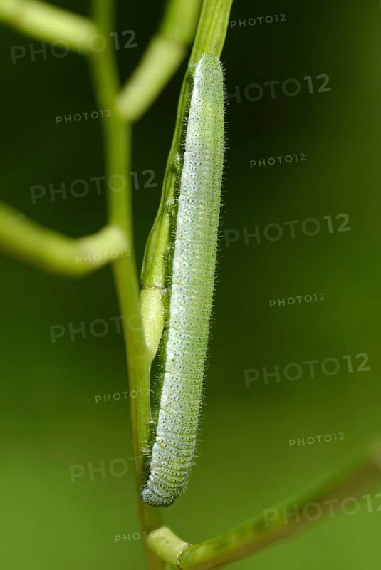 Orange-tip Butterfly