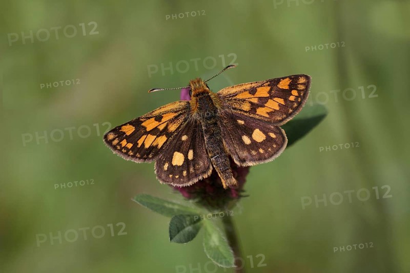 Chequered chequered skipper