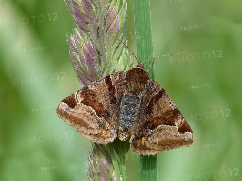 Burnet companion