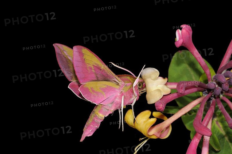 Elephant hawk-moth