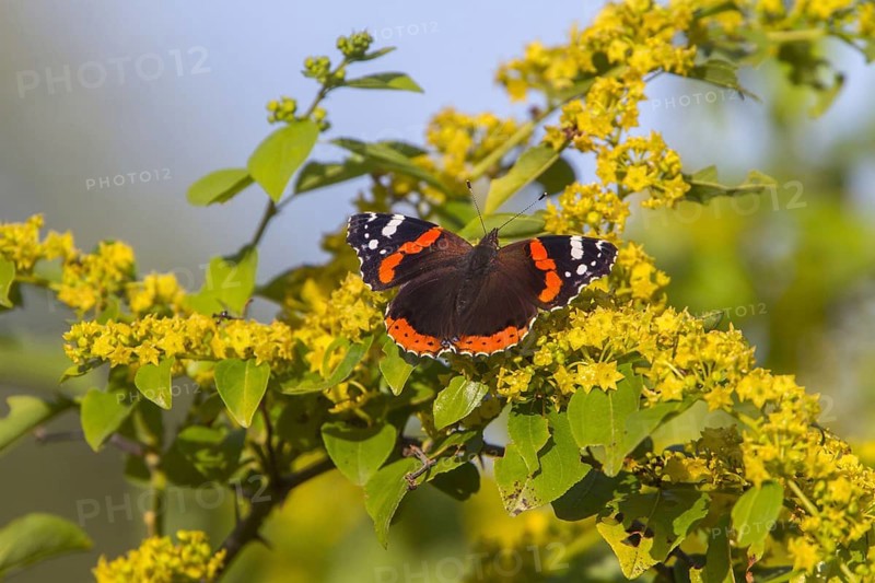Red Admiral Butterfly on the Hawthorn