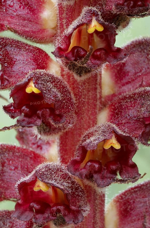 Big greater broomrape