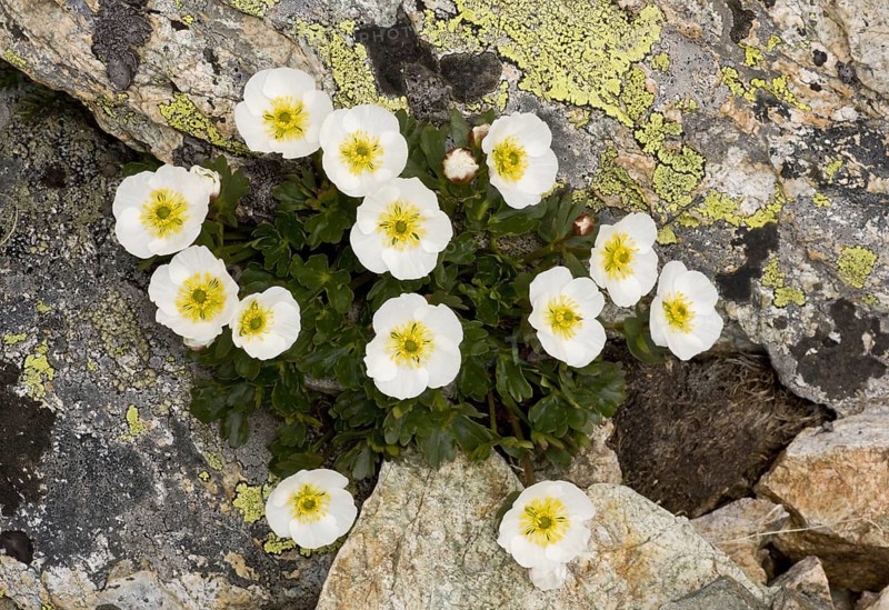 Glacier Crowfoot