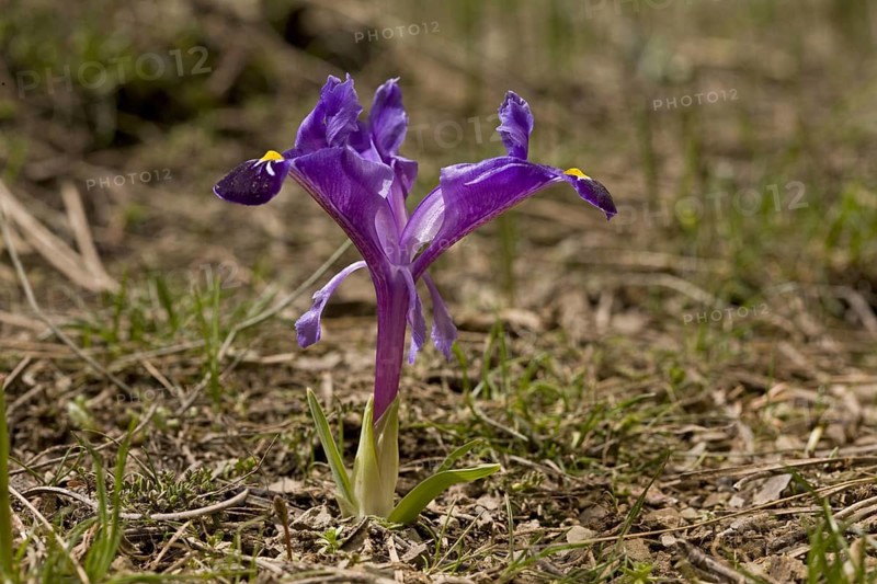 Dwarf Iris