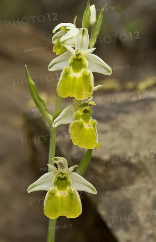 Chesterman's orchid