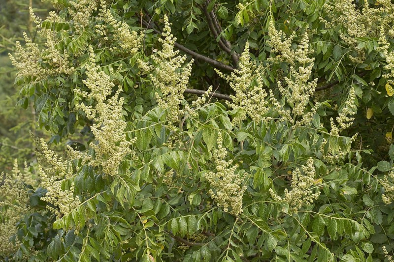 Elm-leaved Sumach