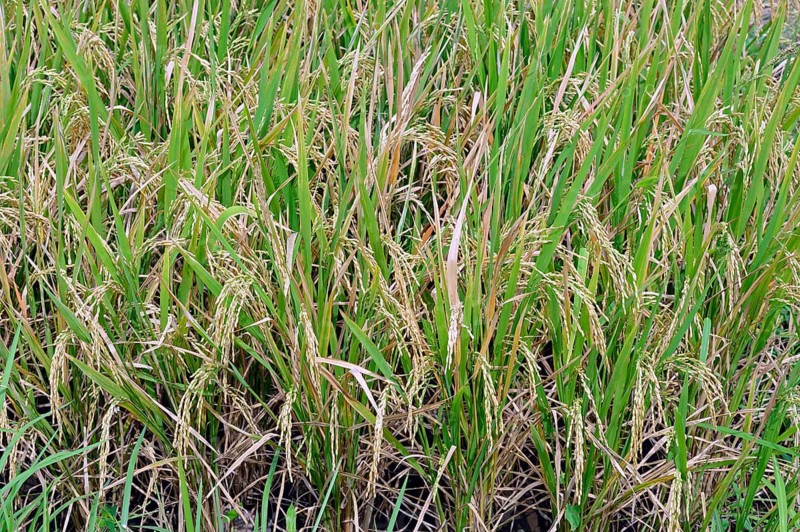 Asian rice