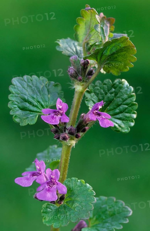 Ground ivy