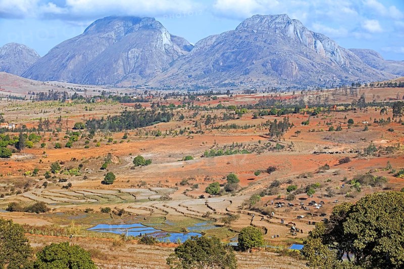 Terraced rice paddies in the central highlands and cattle herders on their way to the weekly zebu market in Ambalavao