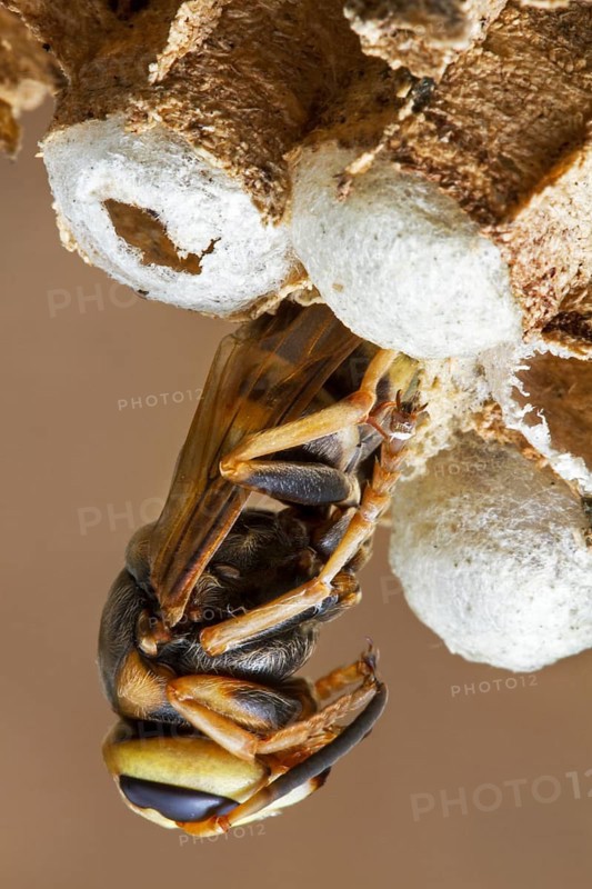 Hornet