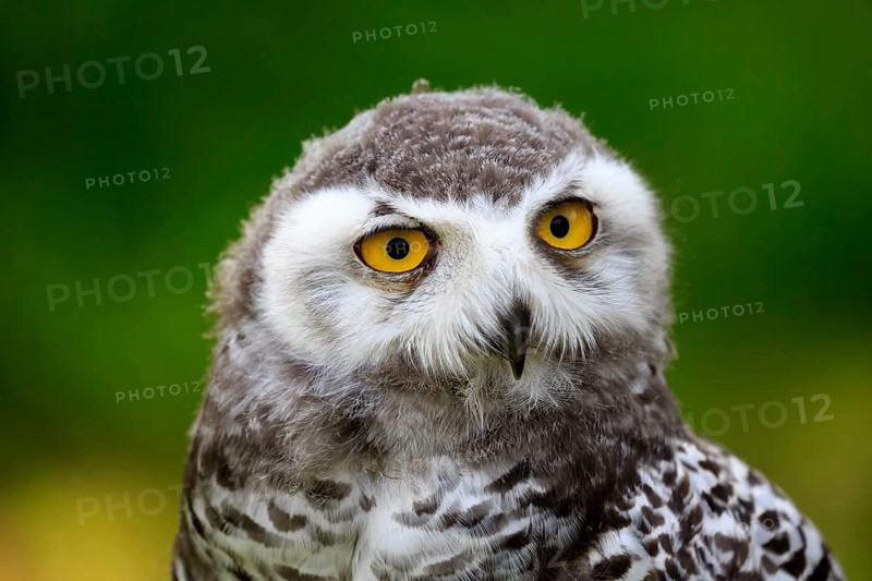 Snowy Owl