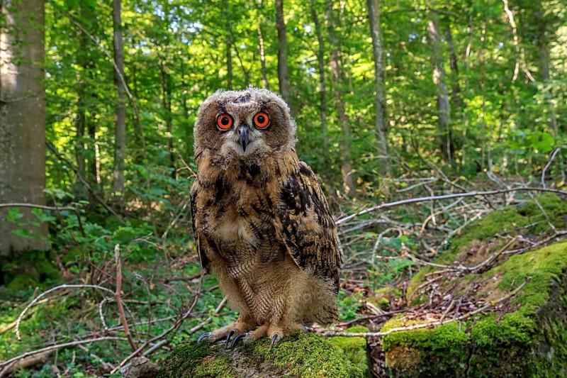 Eagle Owl