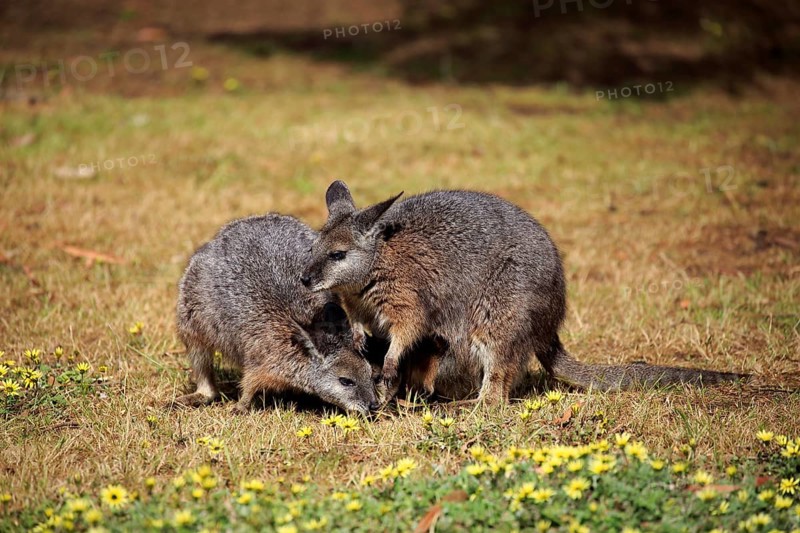 Tammar Wallaby