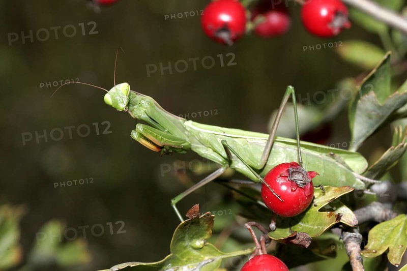 Praying mantis