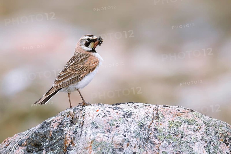 Adult female horned lark