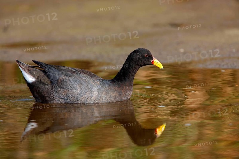 Red-fronted Coot