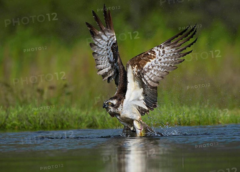 Osprey