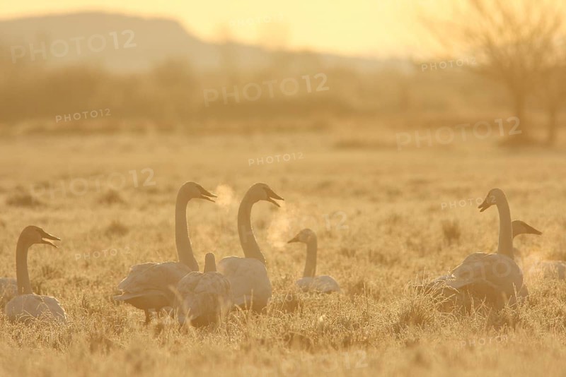 Trumpeter Swan