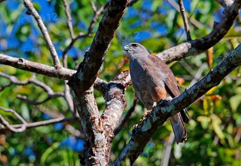 Ridgway's ridgway's hawk