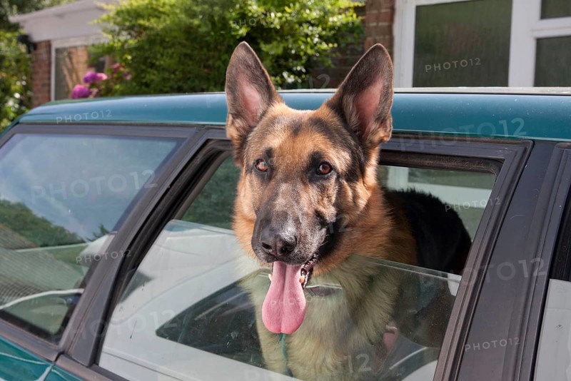 Domestic dog