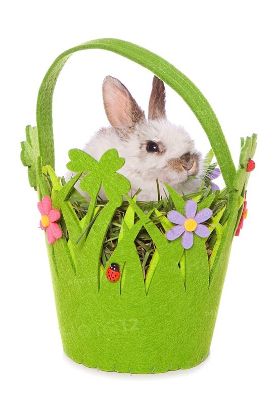 Domestic rabbit