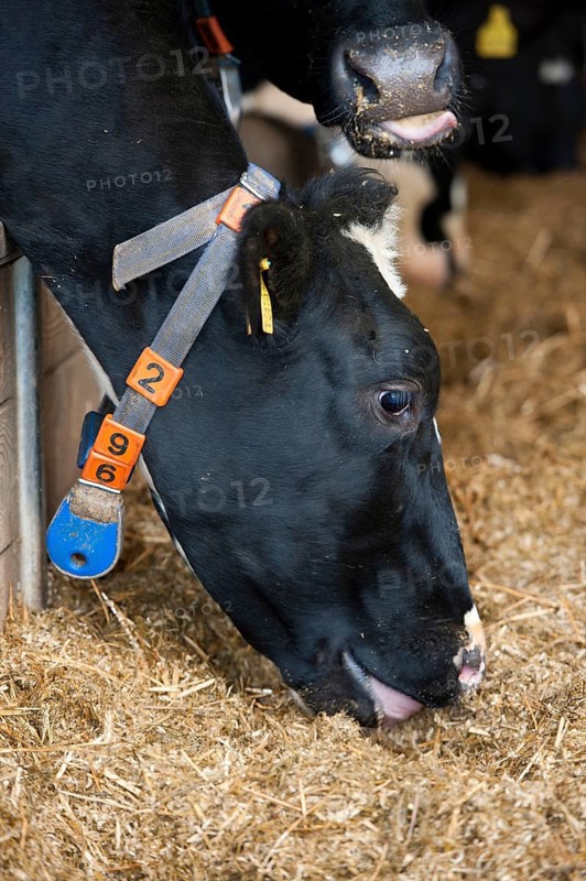 Dairy farming