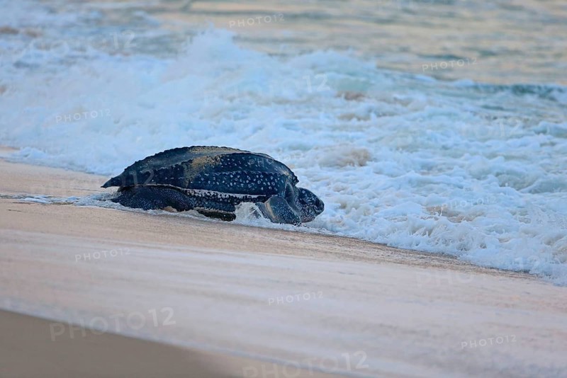 Leatherback sea turtle